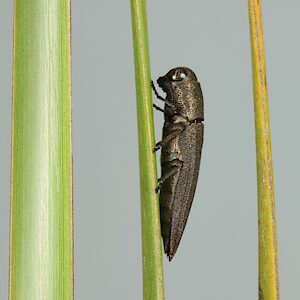 Euryspilus australis, PL5639, male, SE, 9.4 × 2.3 mm